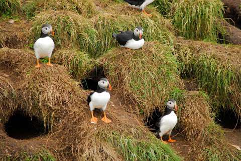 O'Brien's Whale and Bird Tours